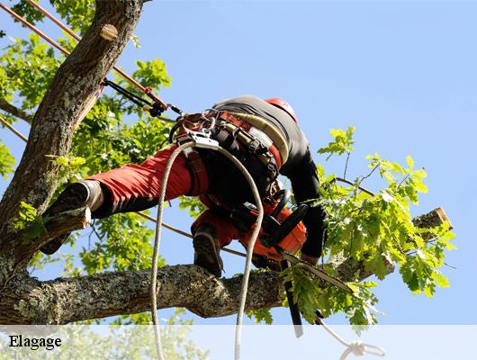 Elagage  aumessas-30770 MJ Elagage