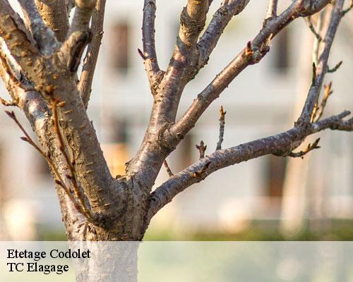 Etetage codolet-30200 TC Elagage