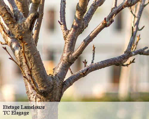 Etetage  lamelouze-30110 TC Elagage 