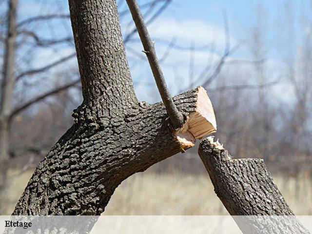 Etetage  saint-gilles-30800 MJ Elagage 