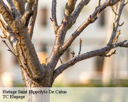 Etetage saint-hippolyte-de-caton-30360 TC Elagage