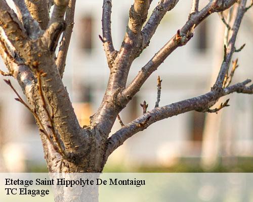 Etetage saint-hippolyte-de-montaigu-30700 TC Elagage