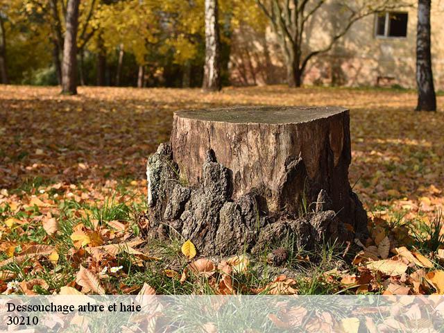 Dessouchage arbre et haie 30210