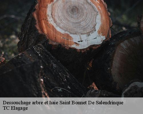 Dessouchage arbre et haie saint-bonnet-de-salendrinque-30460 TC Elagage