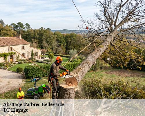 Abattage d'arbres bellegarde-30127 TC Elagage