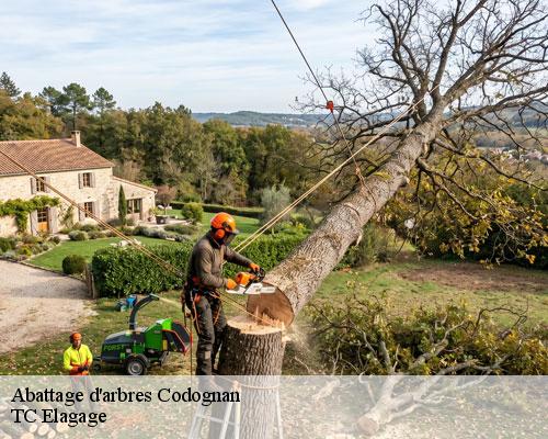 Abattage d'arbres codognan-30920 TC Elagage