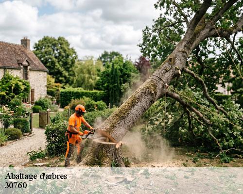 Abattage d'arbres saint-christol-de-rodieres-30760 TC Elagage