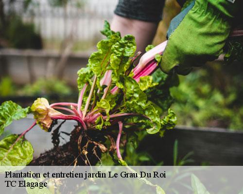 Plantation et entretien jardin le-grau-du-roi-30240 TC Elagage