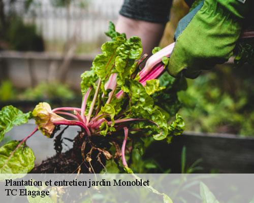 Plantation et entretien jardin monoblet-30170 TC Elagage