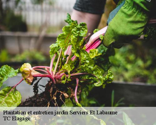 Plantation et entretien jardin  serviers-et-labaume-30700 TC Elagage 