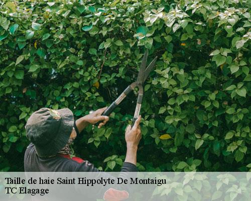Taille de haie saint-hippolyte-de-montaigu-30700 TC Elagage