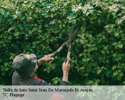 Taille de haie  saint-jean-de-maruejols-et-avejan-30430 TC Elagage 